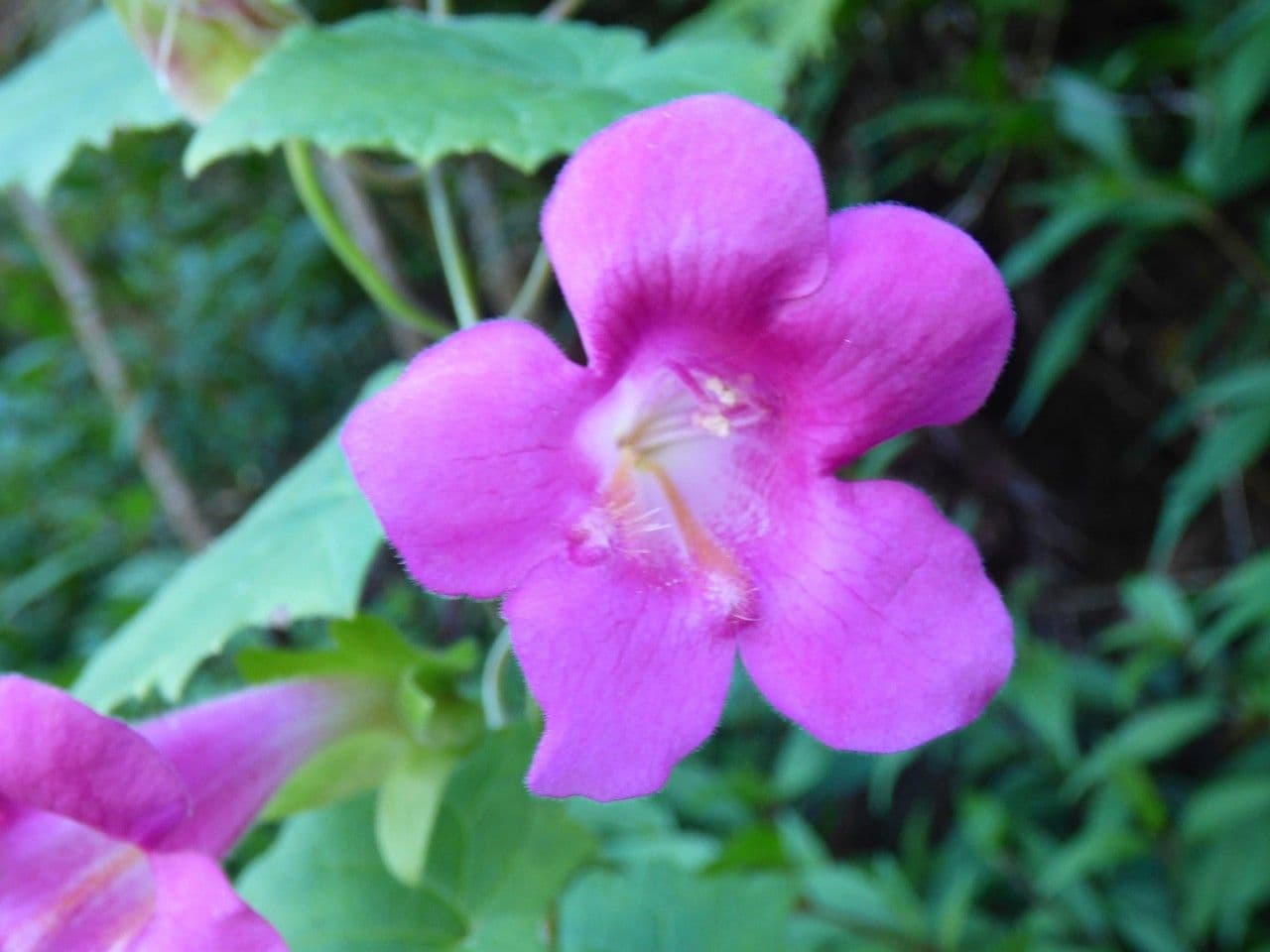 Lophospermum 2