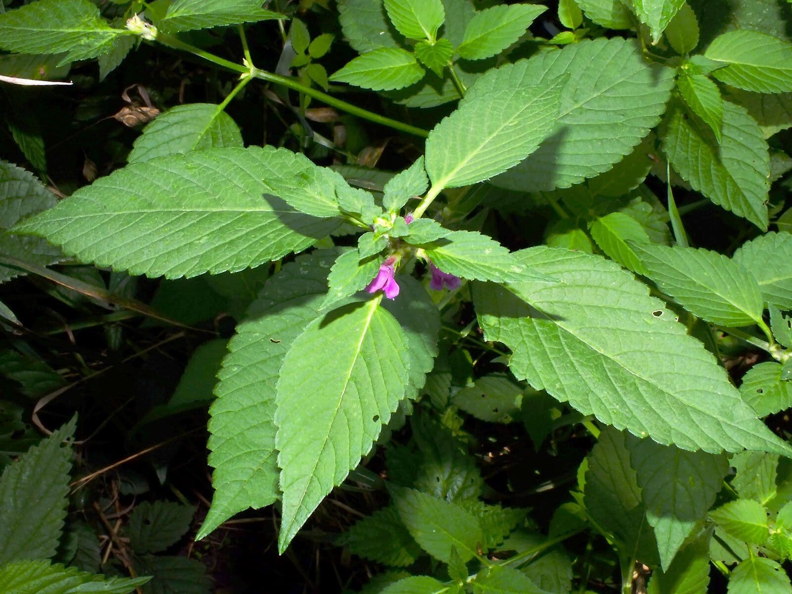 Canapa selvatica pubescente 16