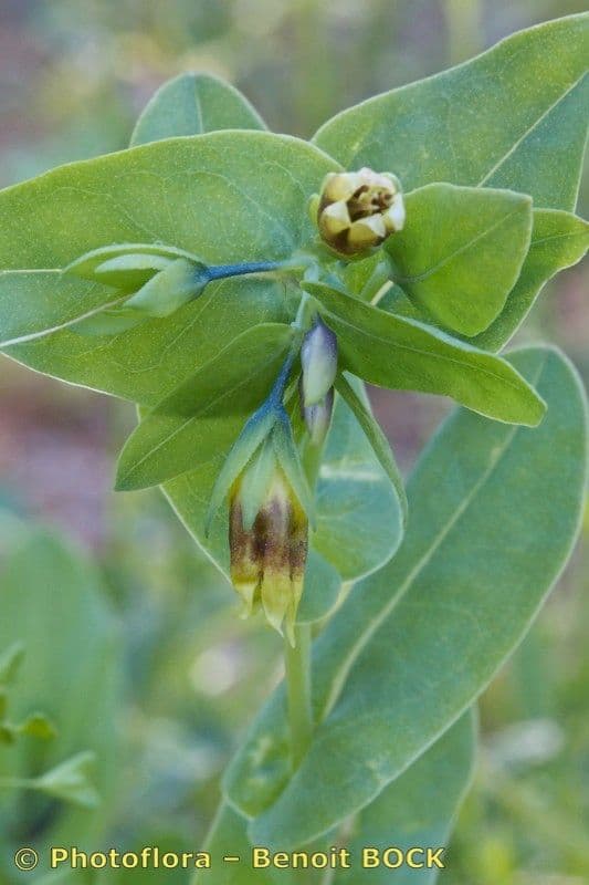 Cerinthe minor 24