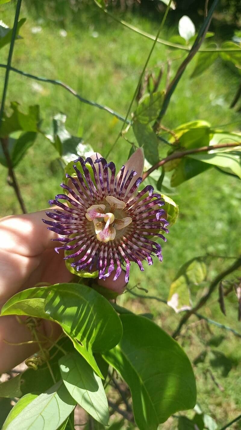 Passiflora laurifolia 9