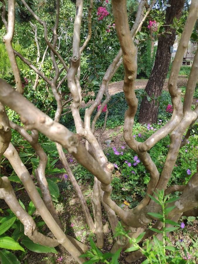 Lagerstroemia 23