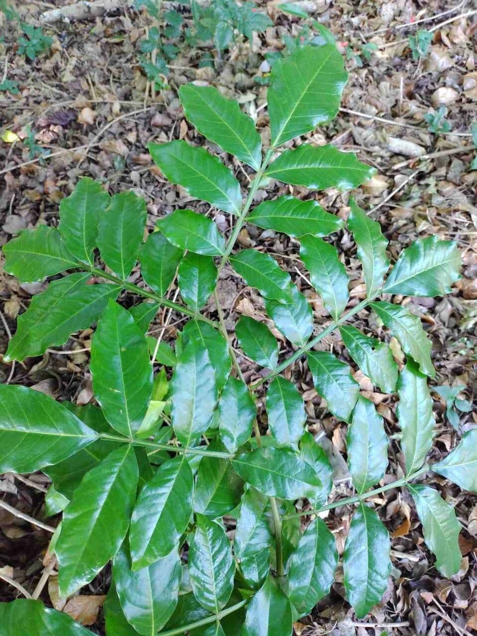 Swartzia 7