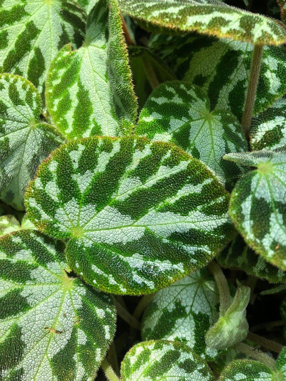 Begonia 7