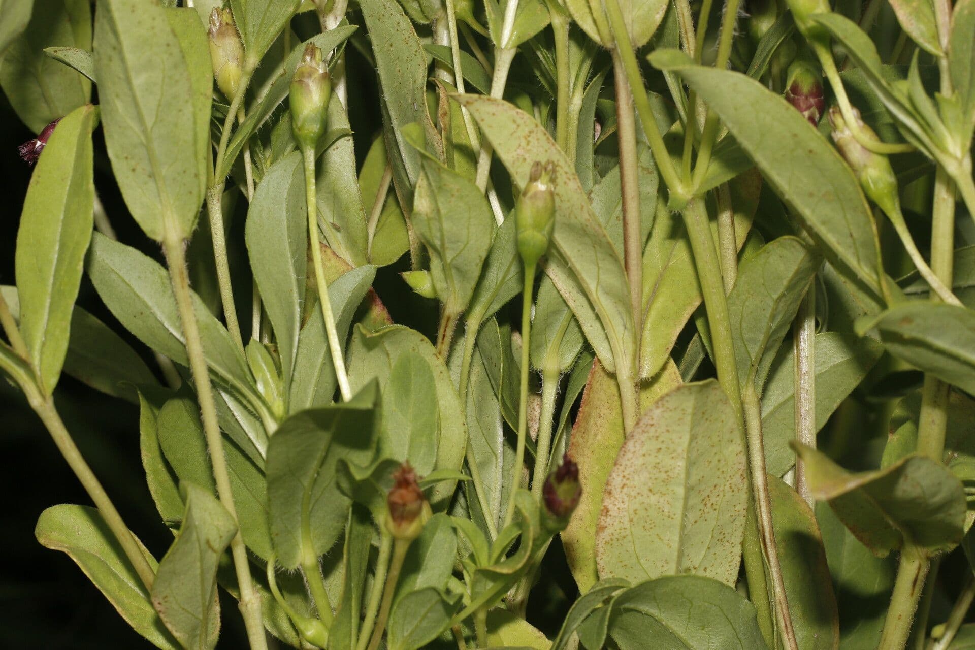 Espejoa 8