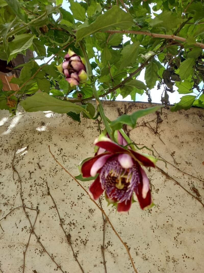 Passiflora 7