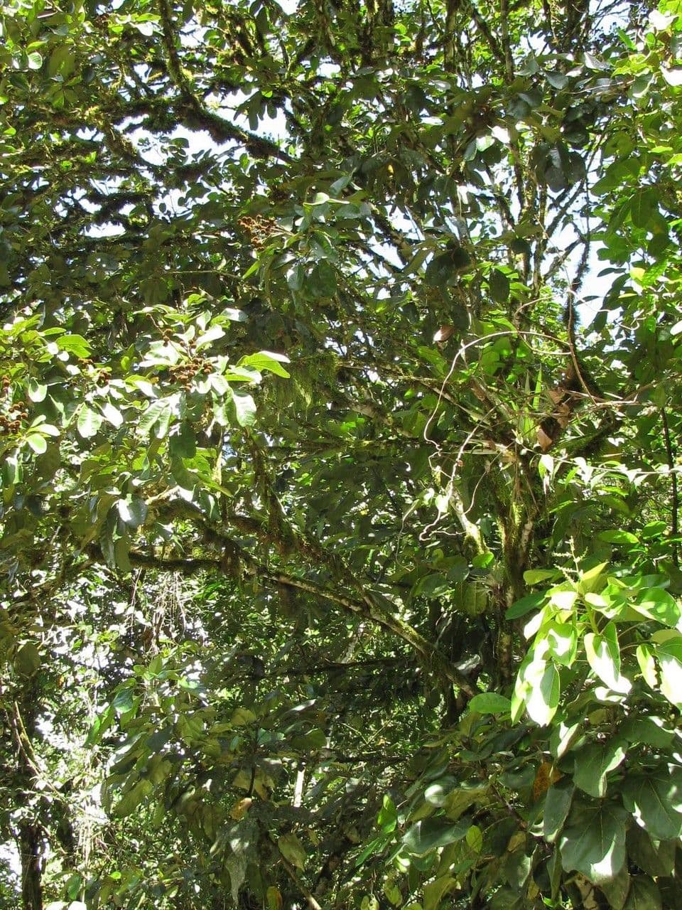 Cupania americká 7