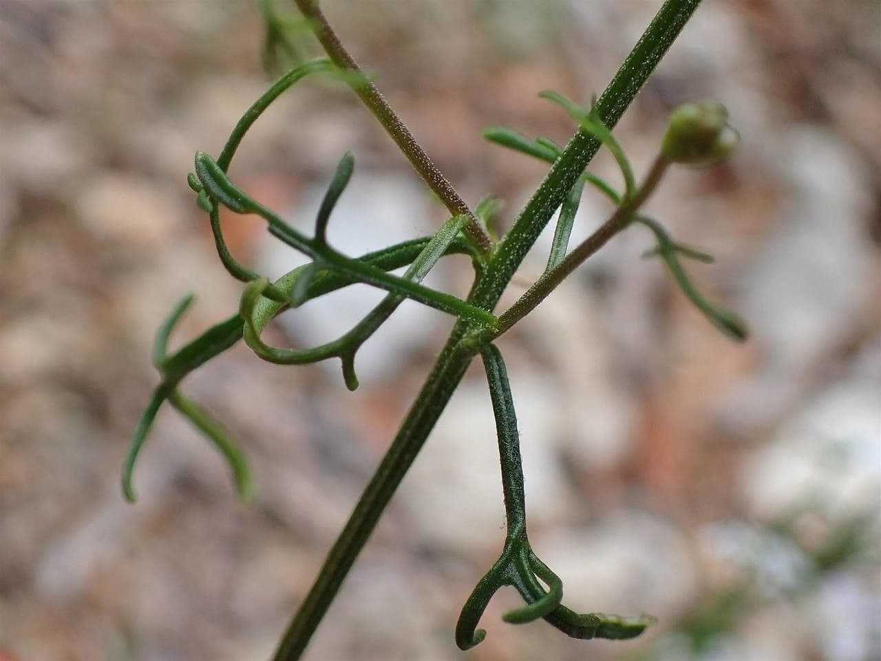Iberis pinnata 13
