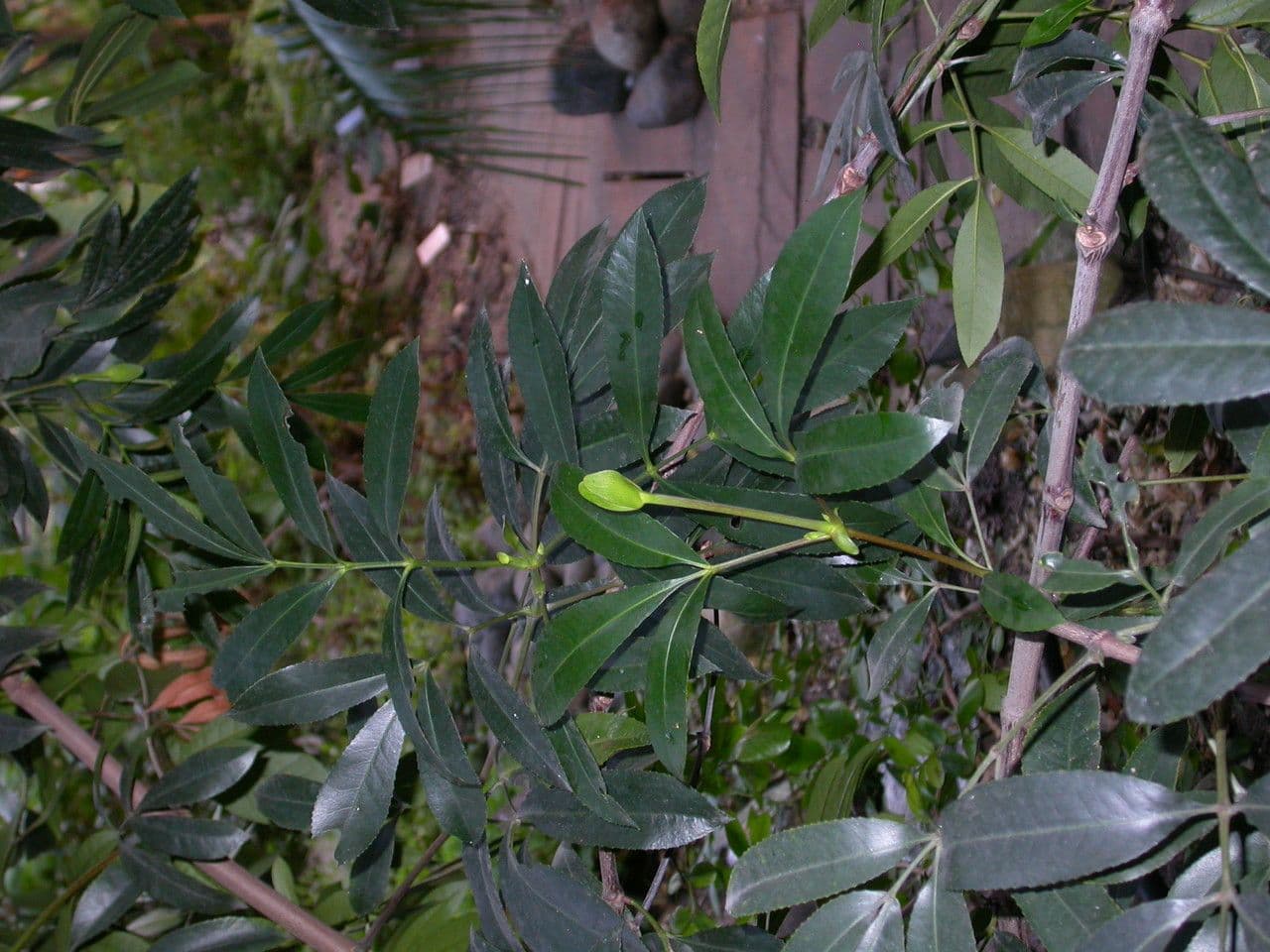 Butterlöffelbaum 7