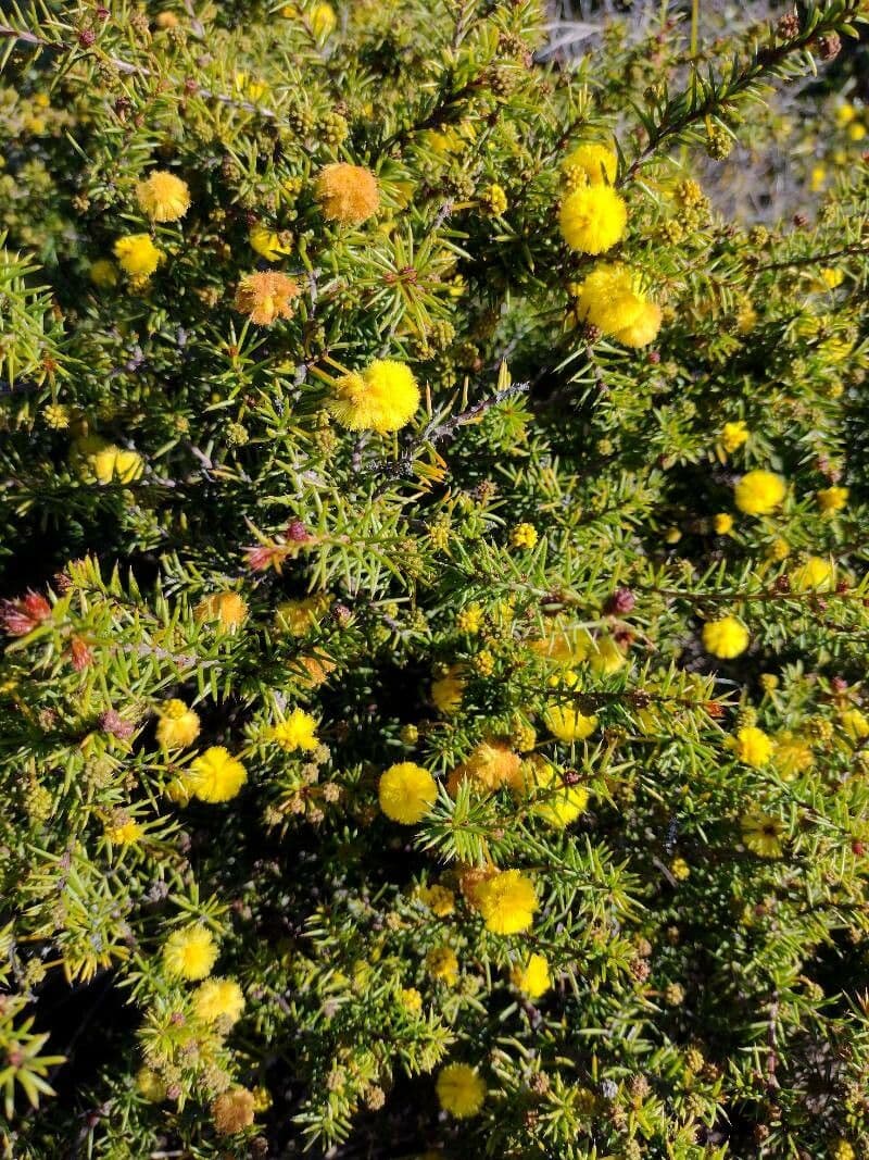 Acacia 3