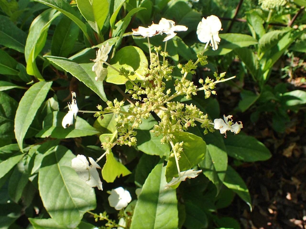 Hortenzie 7