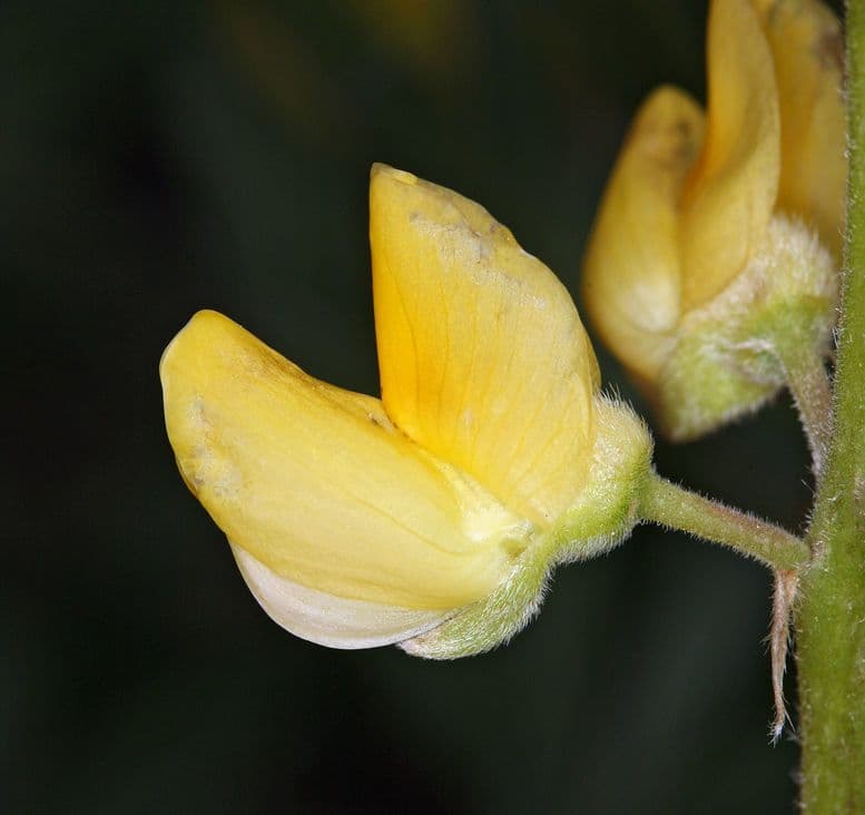Lupino 6