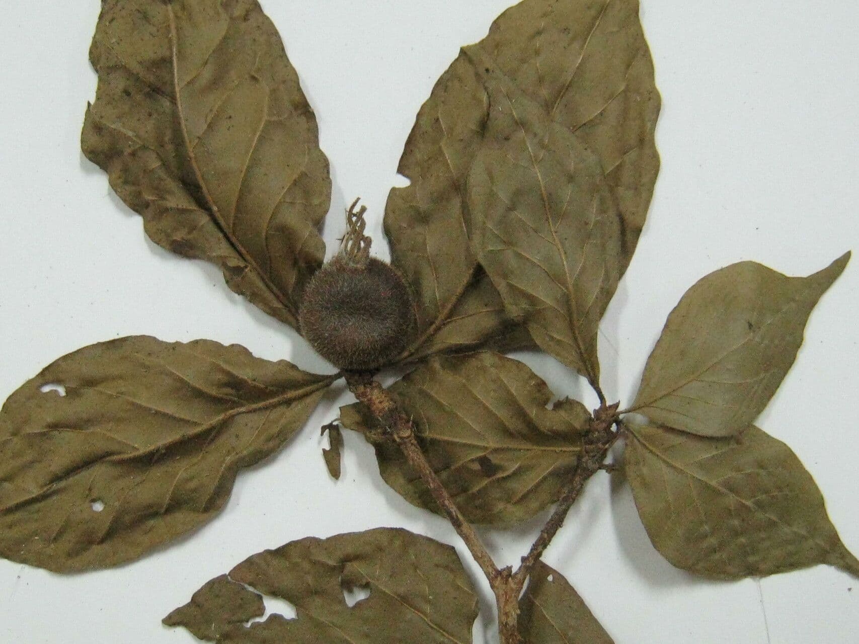 Randia spinosa 8