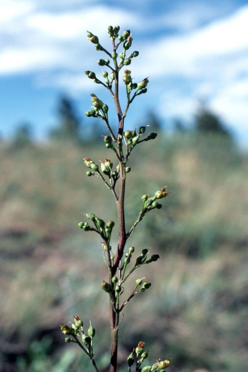 Scrofularia lanceolata 7