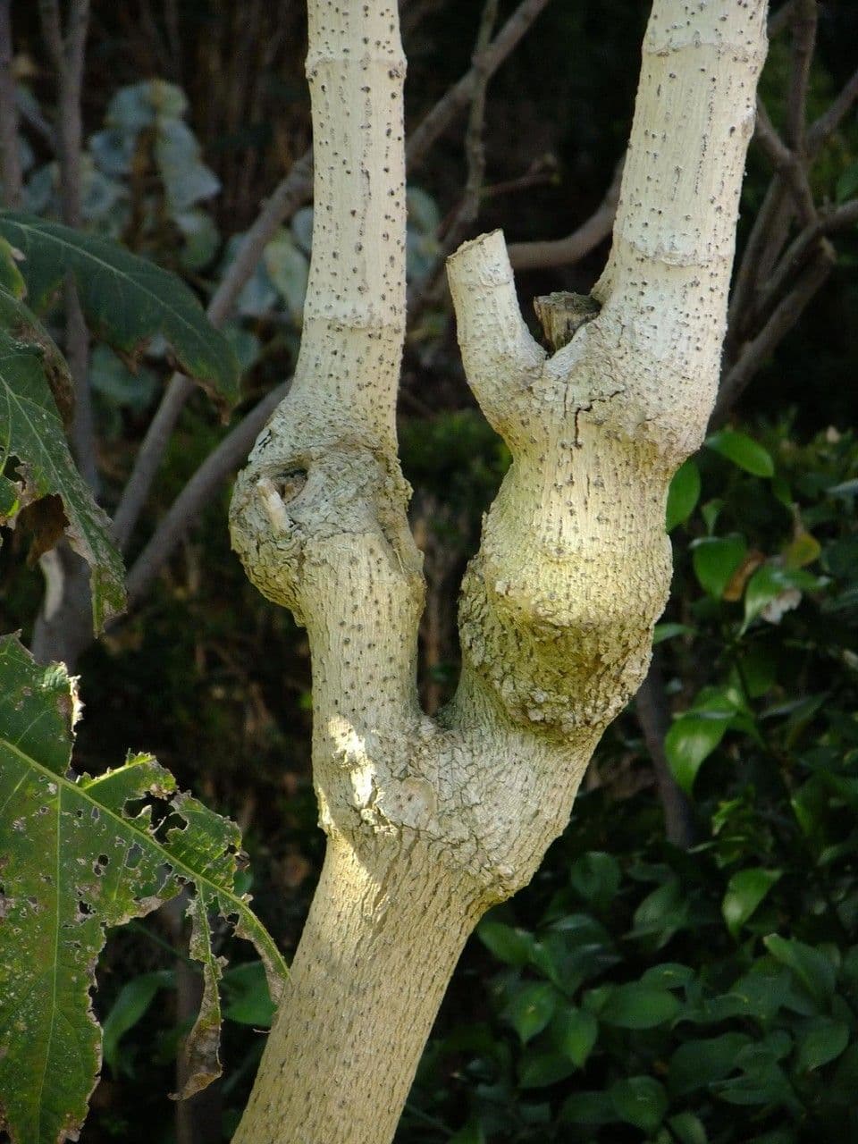 Montanoa 20