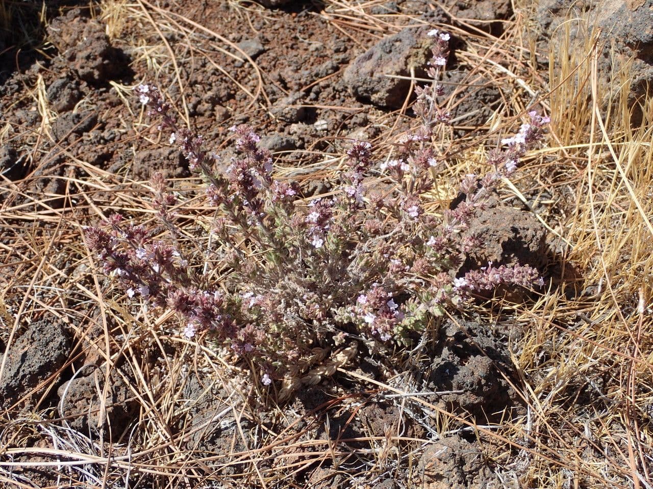 Micromeria 9