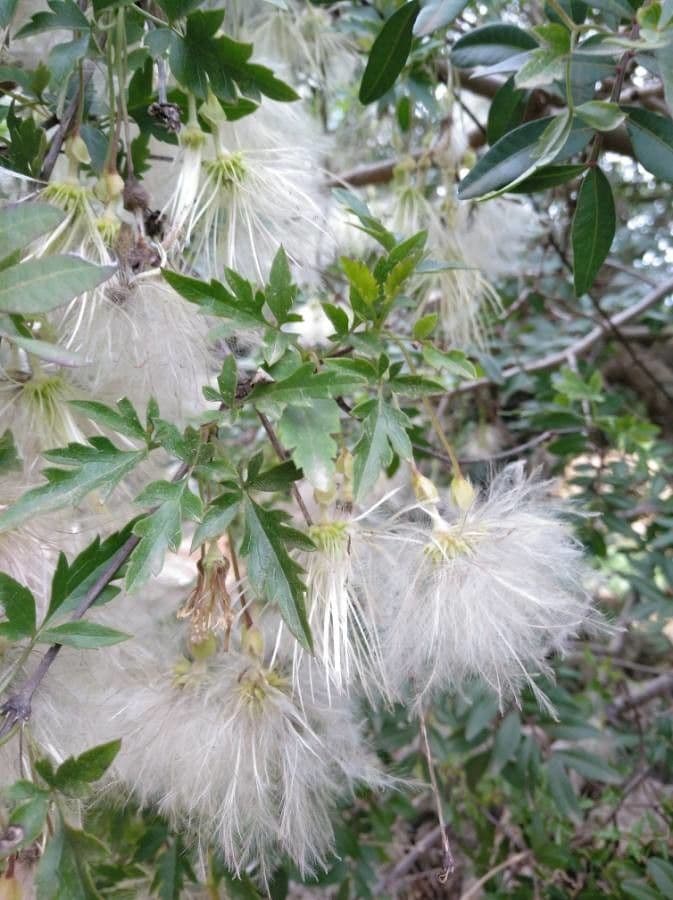 Clematis cirrhosa 4