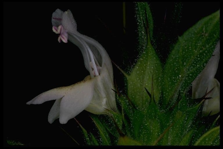 Acanthomintha