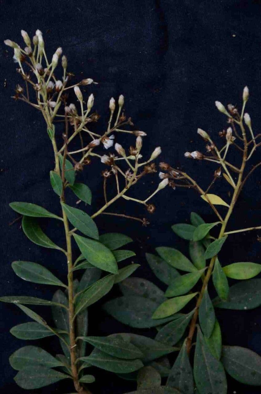 Baccharis 4