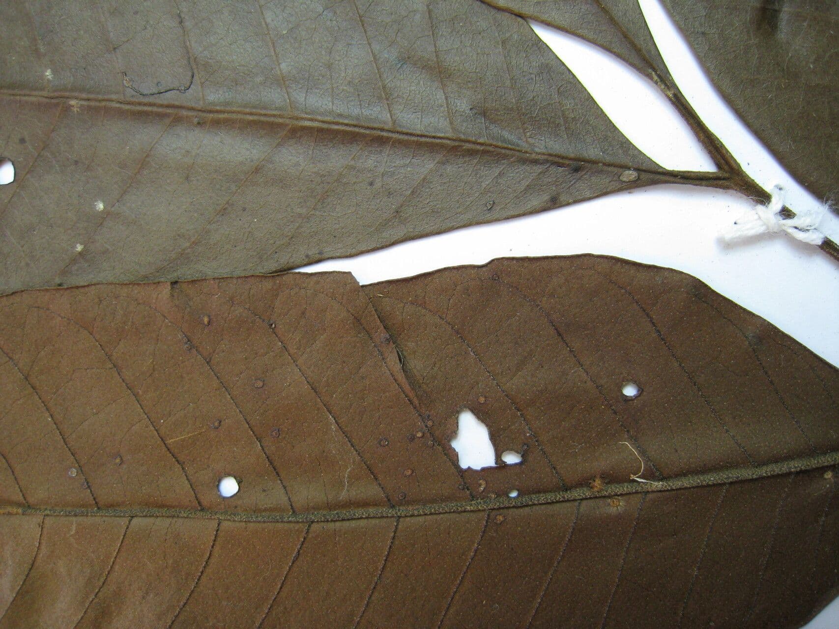 Trichilia lepidota 4