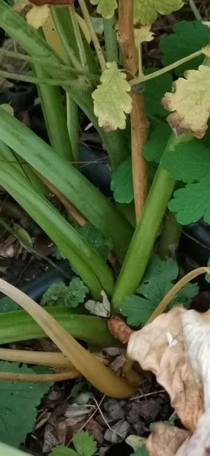 Hosta 17