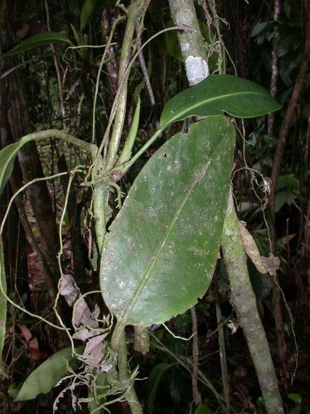 Anthurium 7