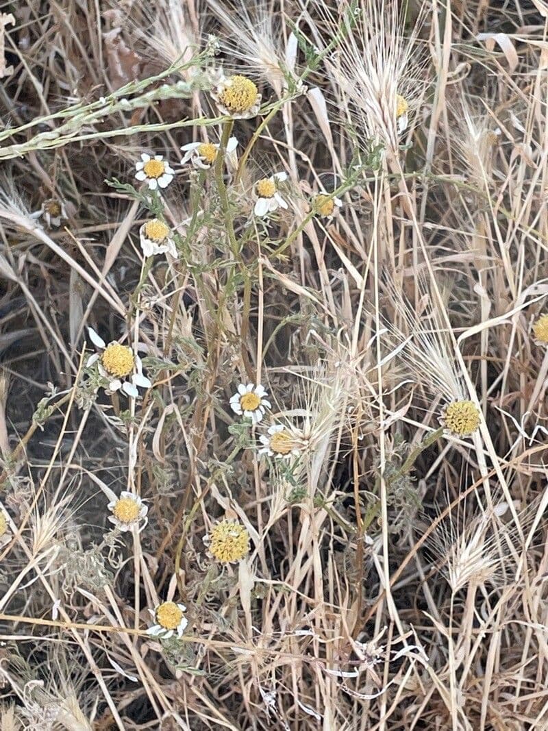 Camomilla marittima 9