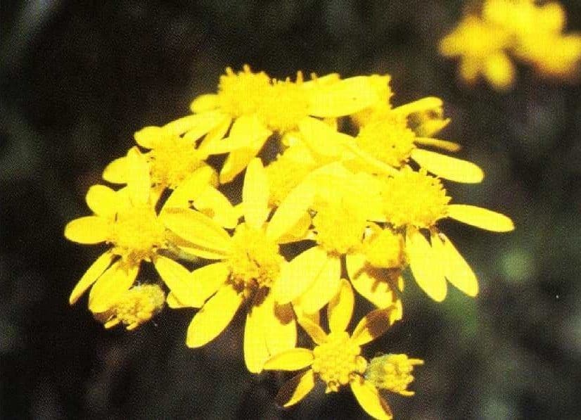Senecione