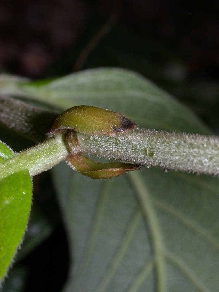 Dichapetalum 13