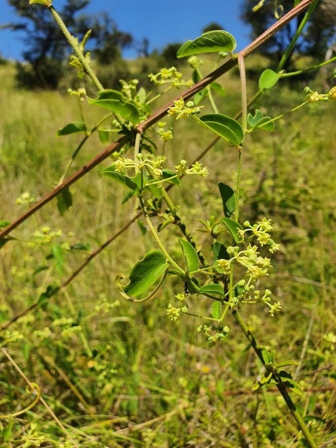 Helinus integrifolius 7