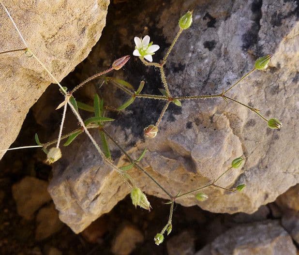 Arenaria modesta 10