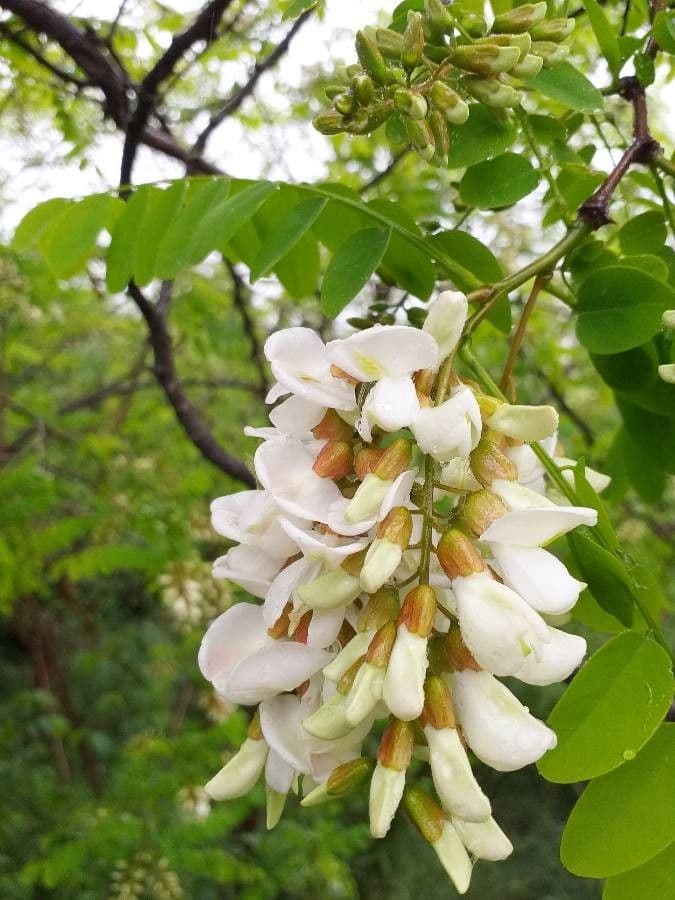 Robinia 7
