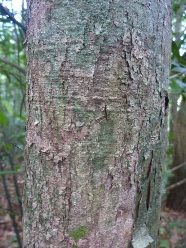 Dialium guianense 15