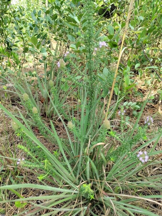 Dalea purpurea 12