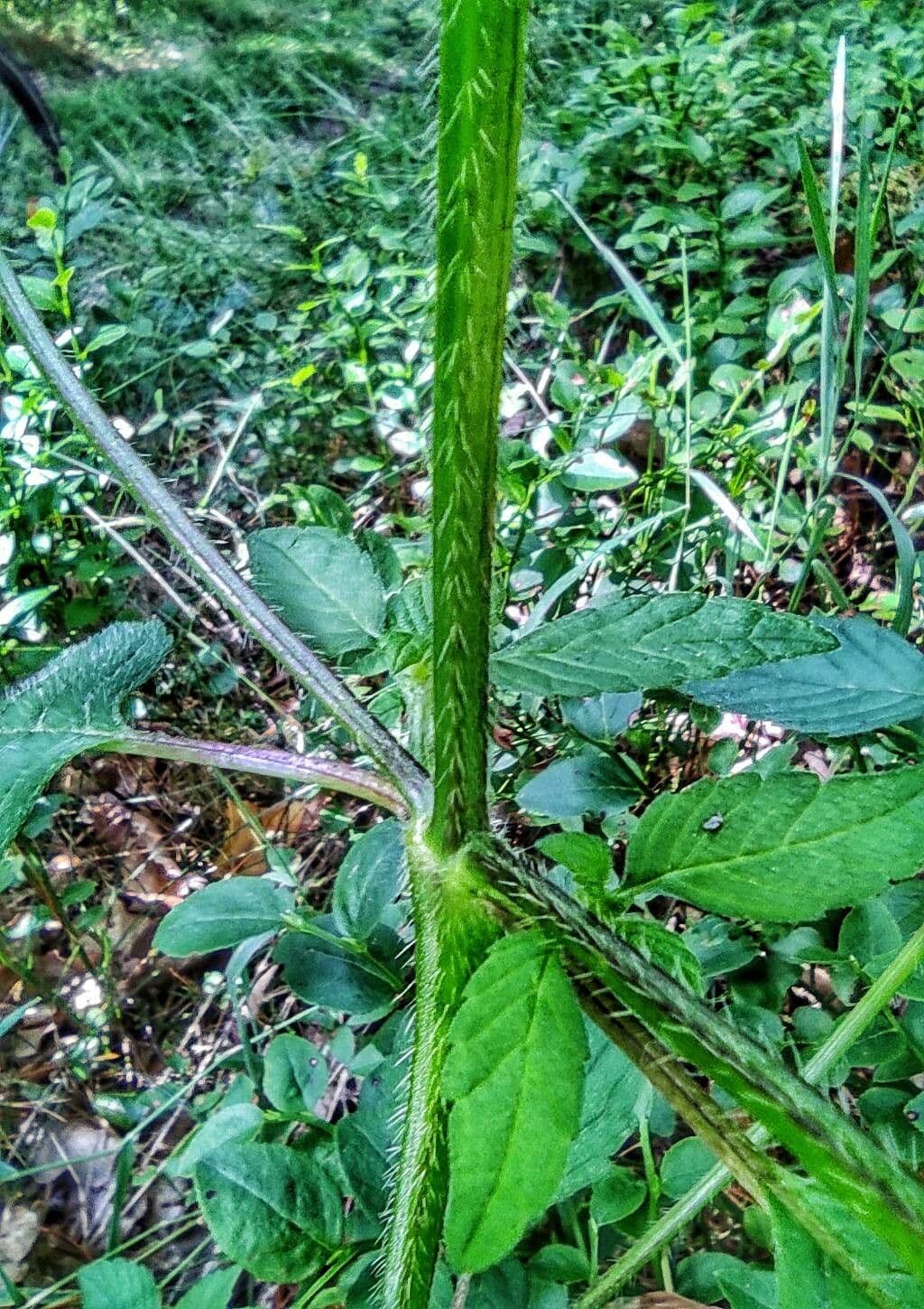 Canapetta bifida 23