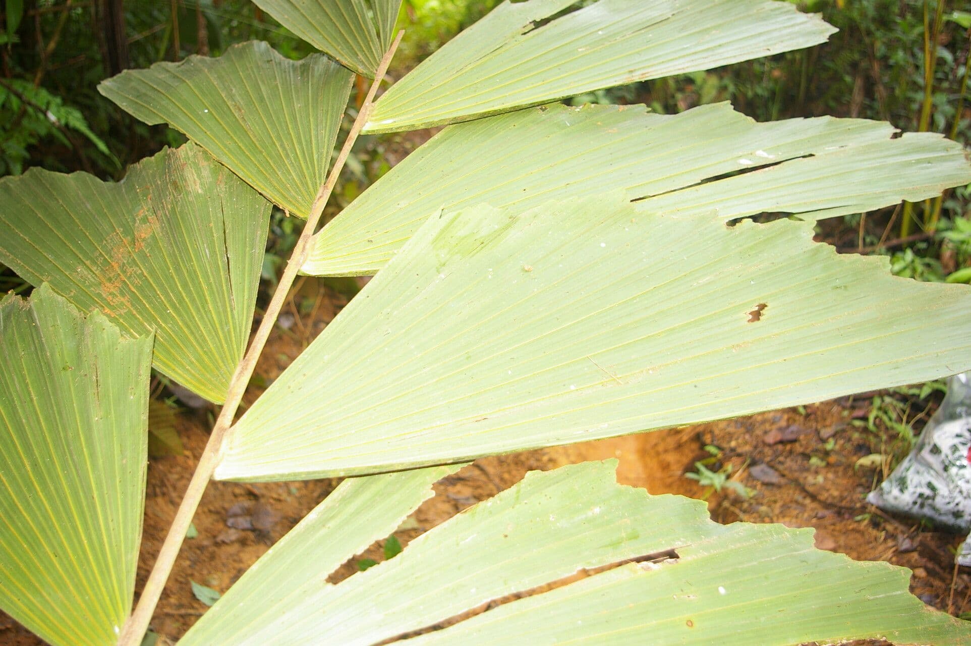 Sokratea naga 14