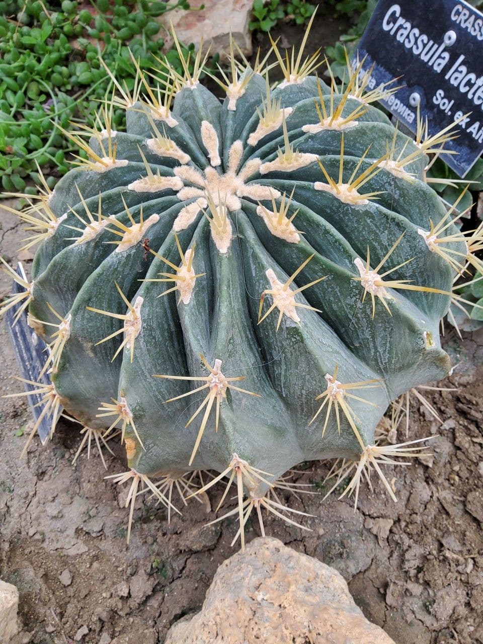 Ferocactus histrix 11