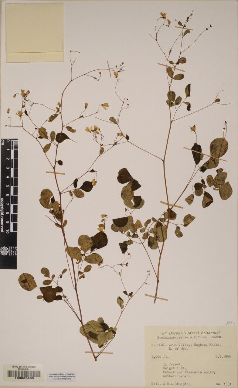 Boenninghausenia 10