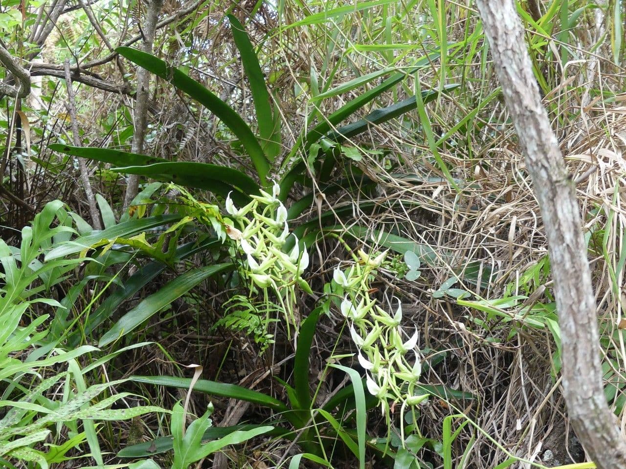 Angraecum eburneum 13