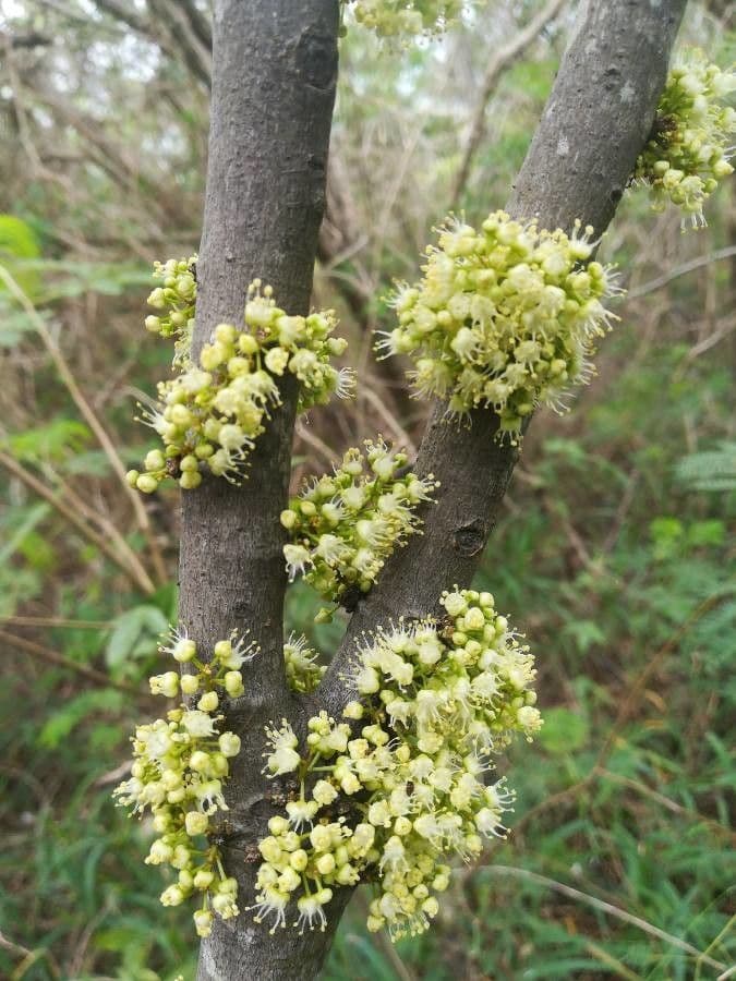Lepidocupania 10