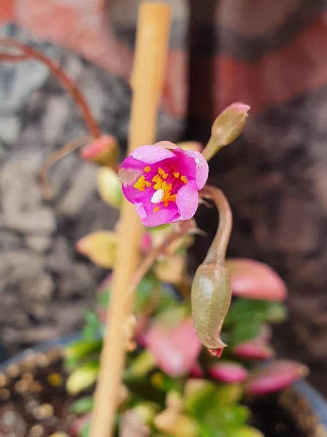 Anacampseros 6