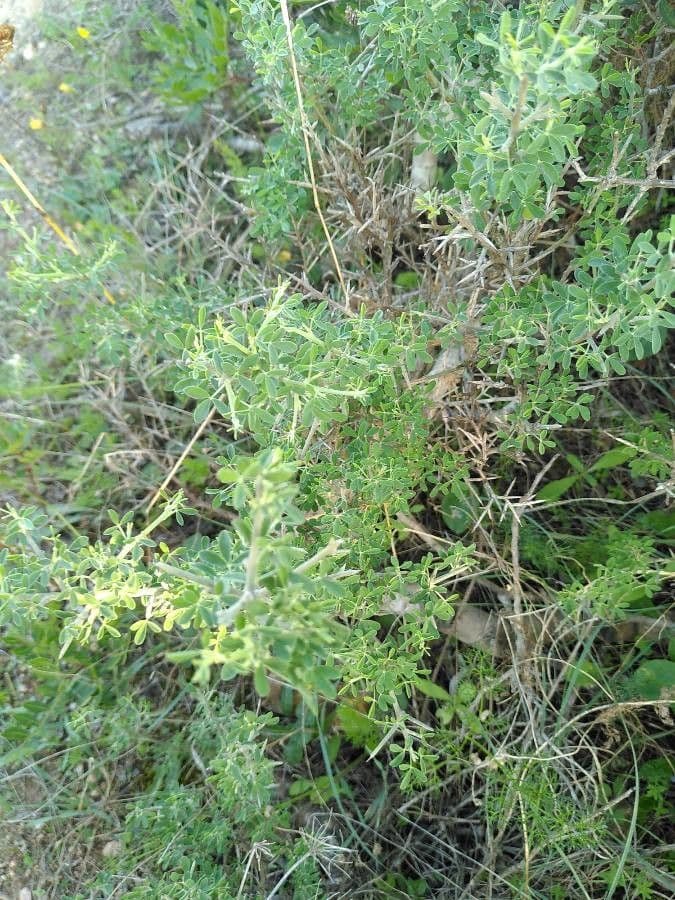 Calicotome spinosa 14