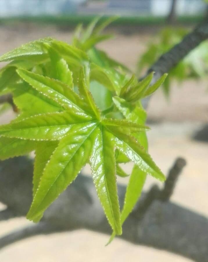 Liquidambar 17