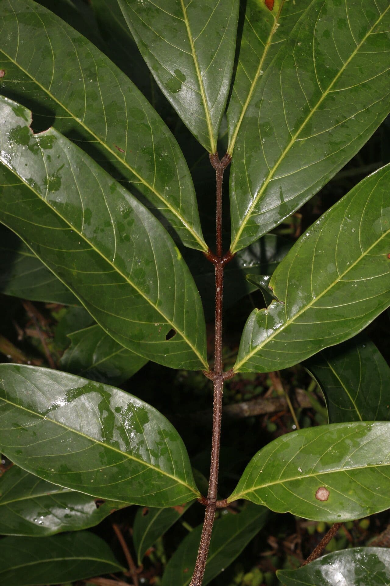 Inga 5