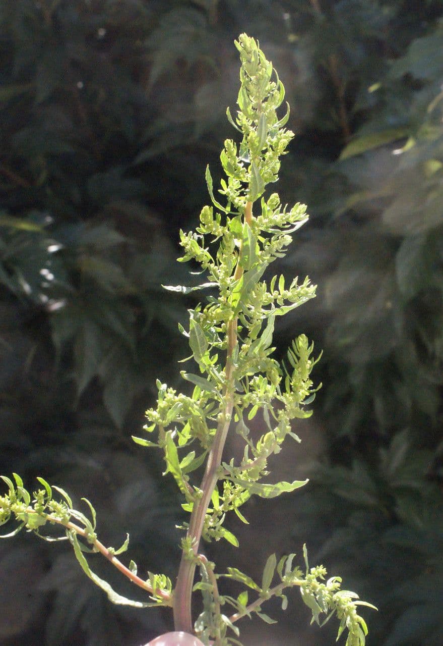 Epazote 26