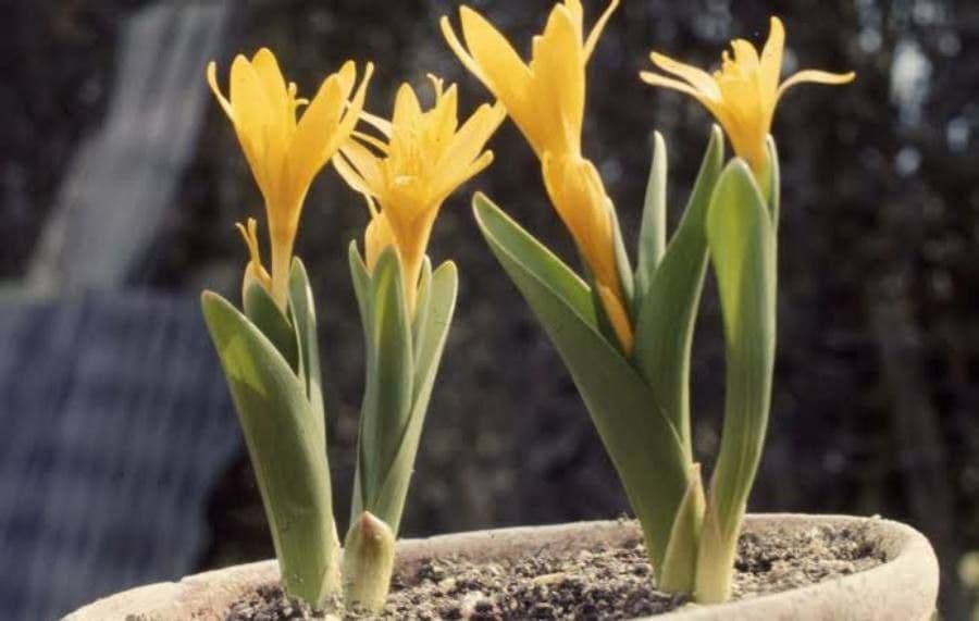 Colchico giallo