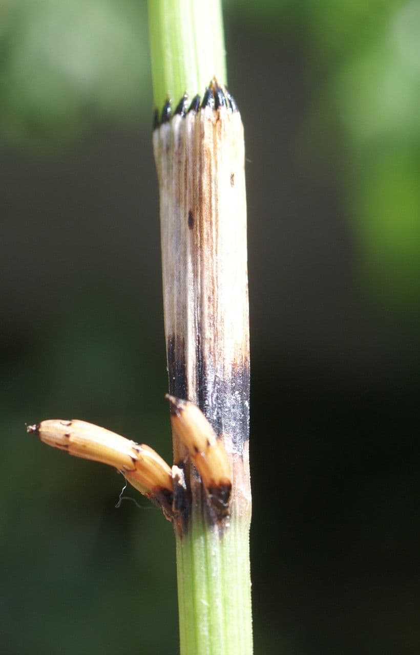 Prêle rameuse 23