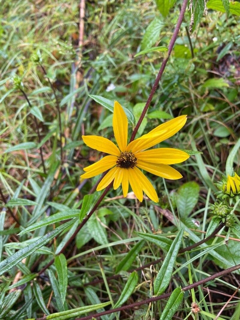 Schmalblättrige Sonnenblume 3