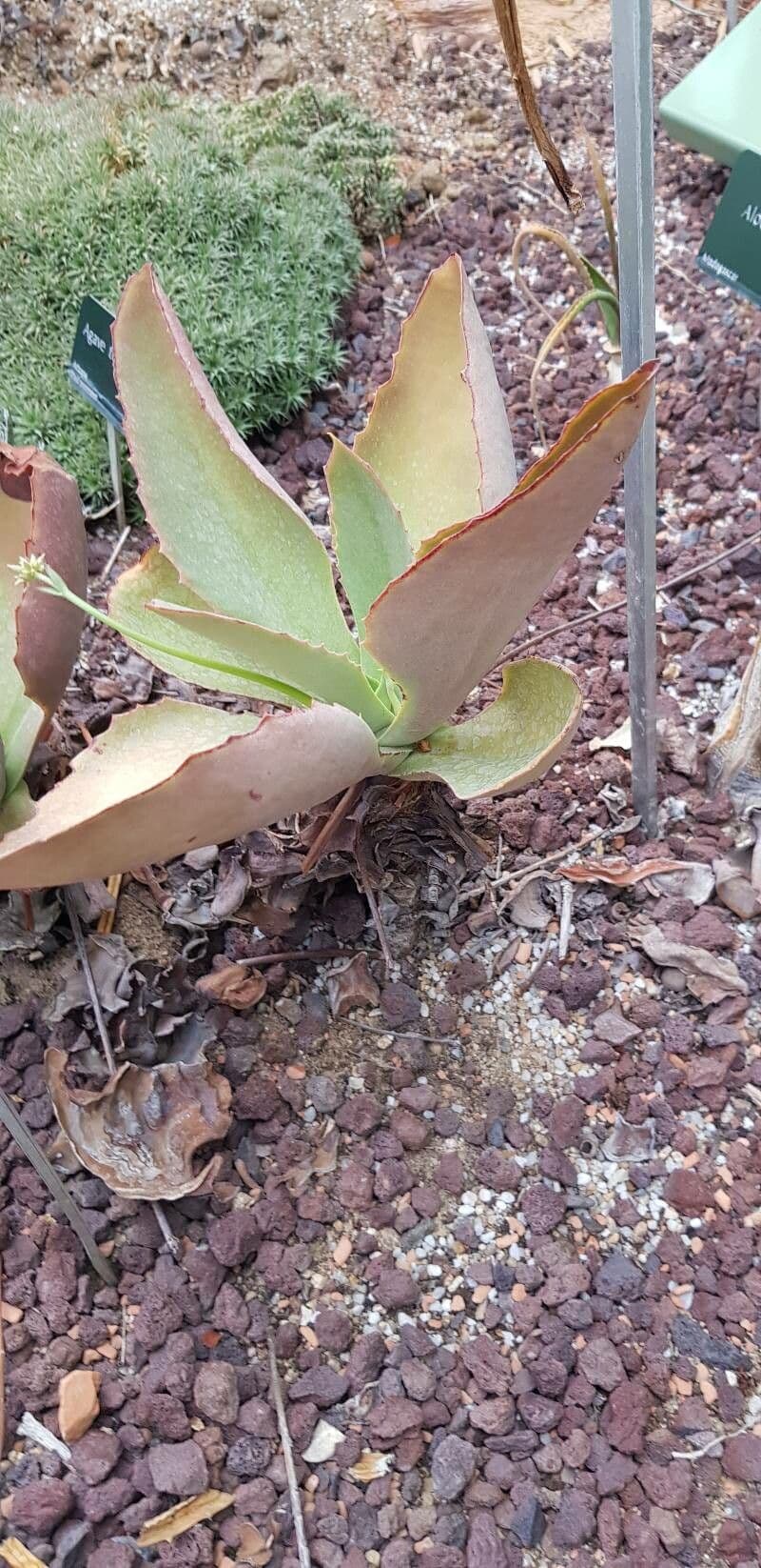 Kalanchoe 7