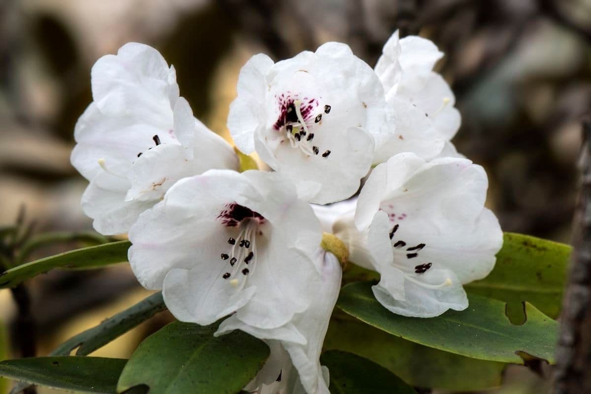Rododendro maculato 4