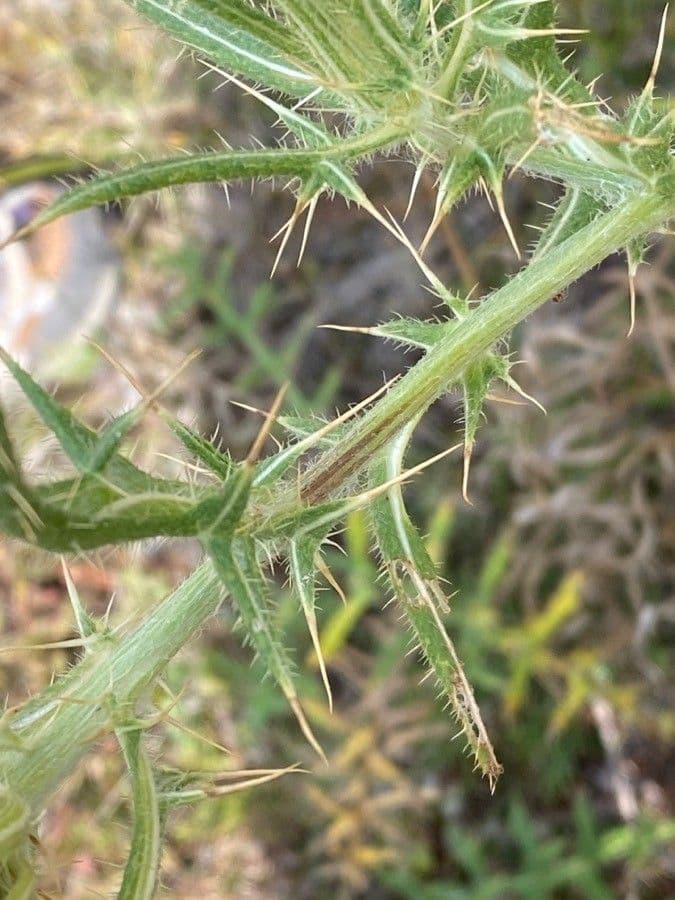 Cardo feroce 16